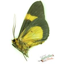 Attēlu rezultāti vaicājumam “Geometridae”