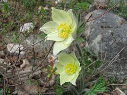 Attēlu rezultāti vaicājumam “Pulsatilla patens”