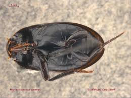 Attēlu rezultāti vaicājumam “Rhantus frontalis”