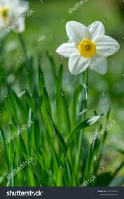 Attēlu rezultāti vaicājumam “Narcissus leaf”