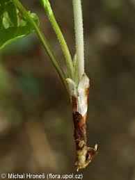 Attēlu rezultāti vaicājumam “Viola mirabilis leaf”