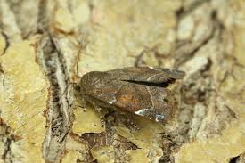 Attēlu rezultāti vaicājumam “Semioscopis avellanella imago”