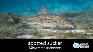 Image result for Minytrema melanops