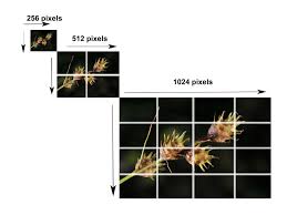 Attēlu rezultāti vaicājumam “Carex loliacea fruit”