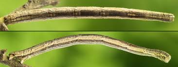 Attēlu rezultāti vaicājumam “Rhodostrophia vibicaria”