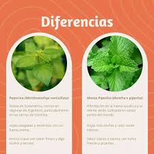 Image result for Menta x piperita