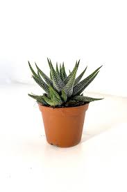 Image result for Haworthia mix