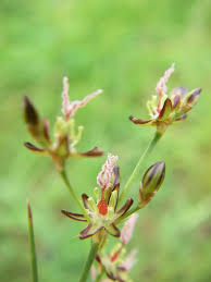 Attēlu rezultāti vaicājumam “Juncus gerardii flower”
