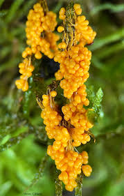 Attēlu rezultāti vaicājumam “Badhamia utricularis young”