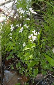 Attēlu rezultāti vaicājumam “Cardamine pratensis flower”
