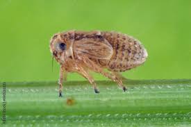 Attēlu rezultāti vaicājumam “Delphacidae”