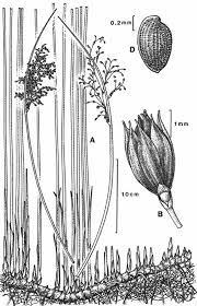 Attēlu rezultāti vaicājumam “Juncus balticus”