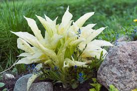 Image result for Hosta White Feather