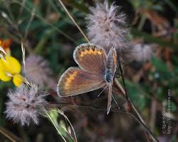 Attēlu rezultāti vaicājumam “Plebejus idas”