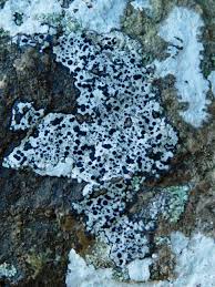 Attēlu rezultāti vaicājumam “Porpidia macrocarpa”