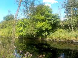 Image result for Swanage & District Angling Club