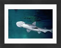 Image result for Sphyrna tiburo