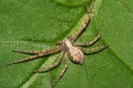 Attēlu rezultāti vaicājumam “Philodromus sp.”