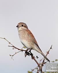 Attēlu rezultāti vaicājumam “Lanius collurio female”