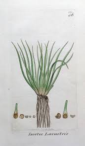 Attēlu rezultāti vaicājumam “Isoetes lacustris”