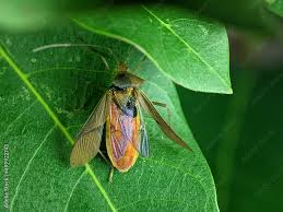Attēlu rezultāti vaicājumam “Miridae”