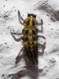 Attēlu rezultāti vaicājumam “Psyllobora vigintiduopunctata larva”