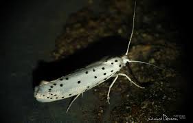 Attēlu rezultāti vaicājumam “Yponomeutidae”