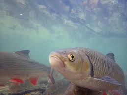 Image result for Squalius cephalus