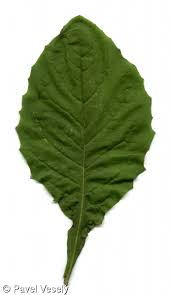 Attēlu rezultāti vaicājumam “Lapsana communis leaf”