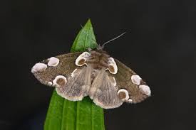 Attēlu rezultāti vaicājumam “Thyatira batis”