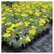 Attēlu rezultāti vaicājumam “Achillea salicifolia leaf”