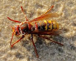 Attēlu rezultāti vaicājumam “Vespa crabro”