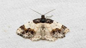 Attēlu rezultāti vaicājumam “Ligdia adustata”