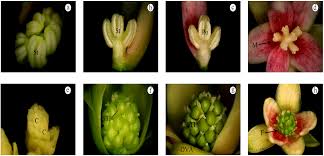 Attēlu rezultāti vaicājumam “Schisandra chinensis flower”