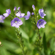 Attēlu rezultāti vaicājumam “Veronica austriaca subsp. teucrium bud”