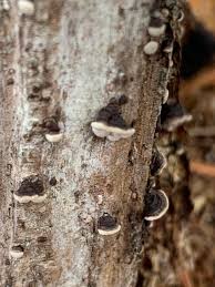 Attēlu rezultāti vaicājumam “Xylobolus frustulatus”