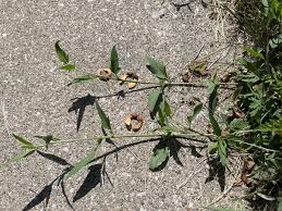Attēlu rezultāti vaicājumam “Atriplex patula fruit”