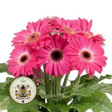 Image result for Alcea rosea `Appleblossom`