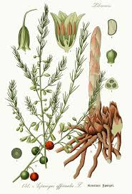 Attēlu rezultāti vaicājumam “Asparagus officinalis”
