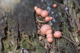 Attēlu rezultāti vaicājumam “Lycogala cf. oleocrystalliferum macro”