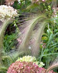 Attēlu rezultāti vaicājumam “Hordeum jubatum”