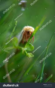 Attēlu rezultāti vaicājumam “Hepialus humuli male”