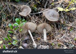 Attēlu rezultāti vaicājumam “Entoloma vernum”