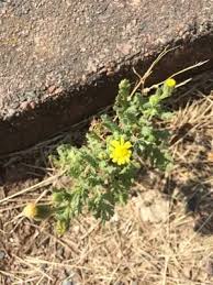 Attēlu rezultāti vaicājumam “Senecio viscosus fruit”