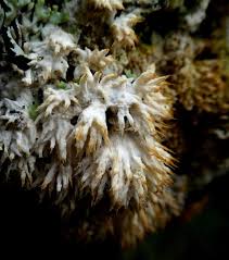 Attēlu rezultāti vaicājumam “Basidioradulum radula”