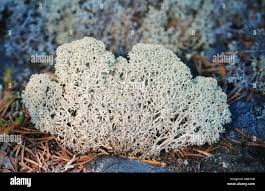 Attēlu rezultāti vaicājumam “Cladonia stellaris”