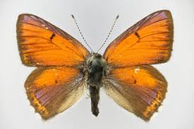 Attēlu rezultāti vaicājumam “Lycaena dispar”