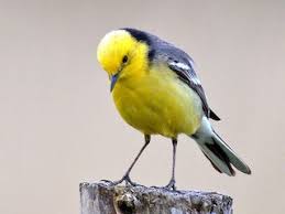 Attēlu rezultāti vaicājumam “Motacilla citreola”