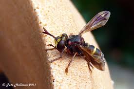 Attēlu rezultāti vaicājumam “Conopidae”