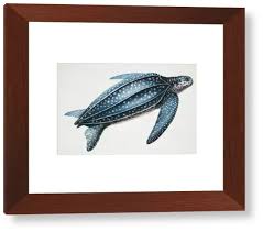 Image result for Dermochelys coriacea